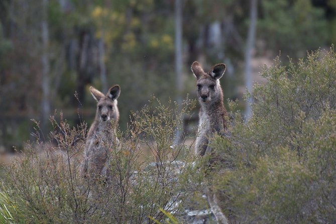 Inside the Greater Blue Mountains World Heritage - A Private Wildlife Safari Overnight - Final Thoughts