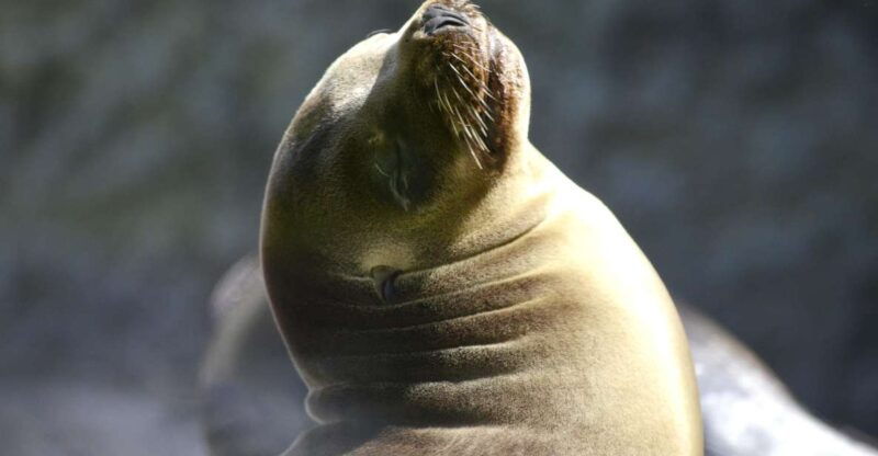 islas-ballestas-boat-tour-the-galapagos-of-peru