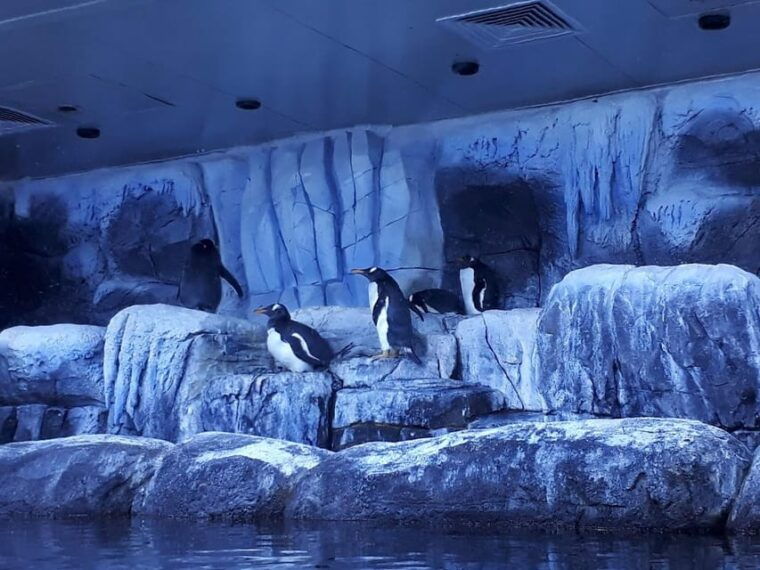 istanbul-aquarium-ticket-and-round-trip-shuttle-from-taksim