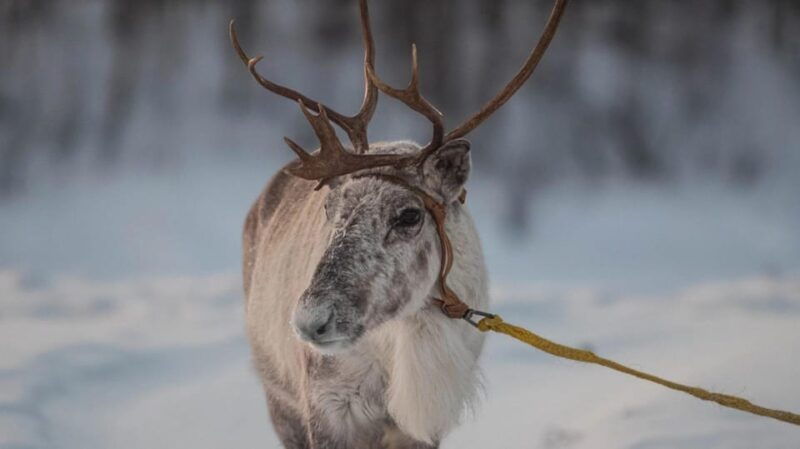 ivalo-magical-moments-at-the-reindeer-farm