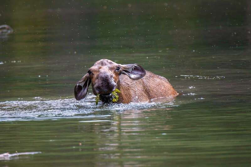 jasper-national-park-evening-or-morning-wildlife-watch-tour