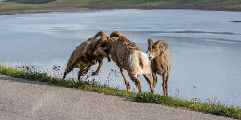 jasper-wildlife-and-waterfalls-tour-with-maligne-cruise