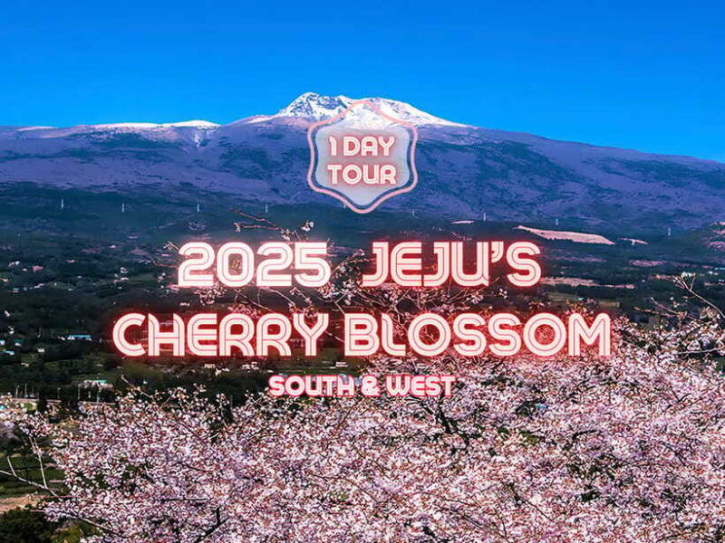 jeju-cherry-blossom-south-west-day-tour-with-hotel-pickup