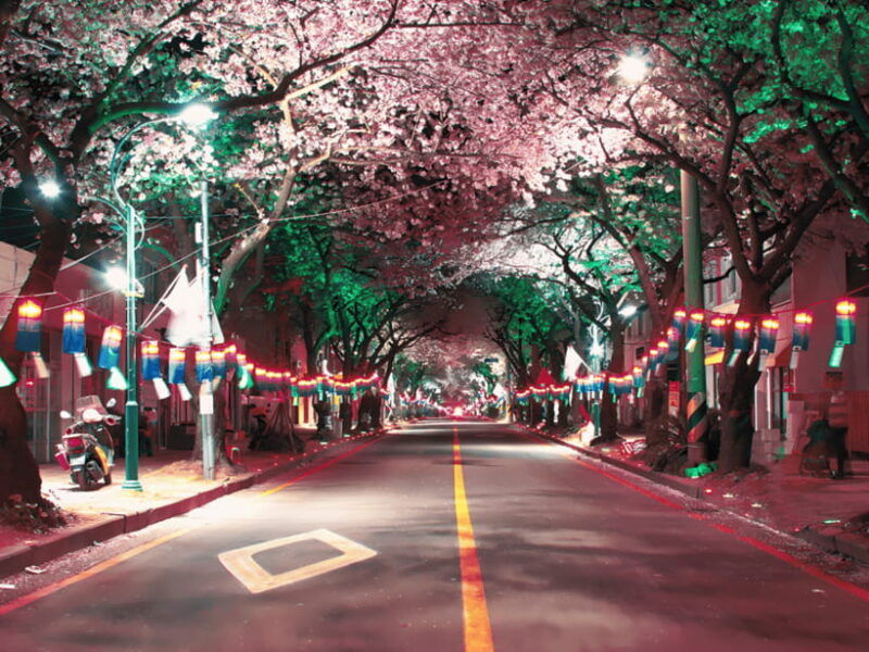jeju-east-cherry-blossom-early-bird-tour-with-hotel-pickup