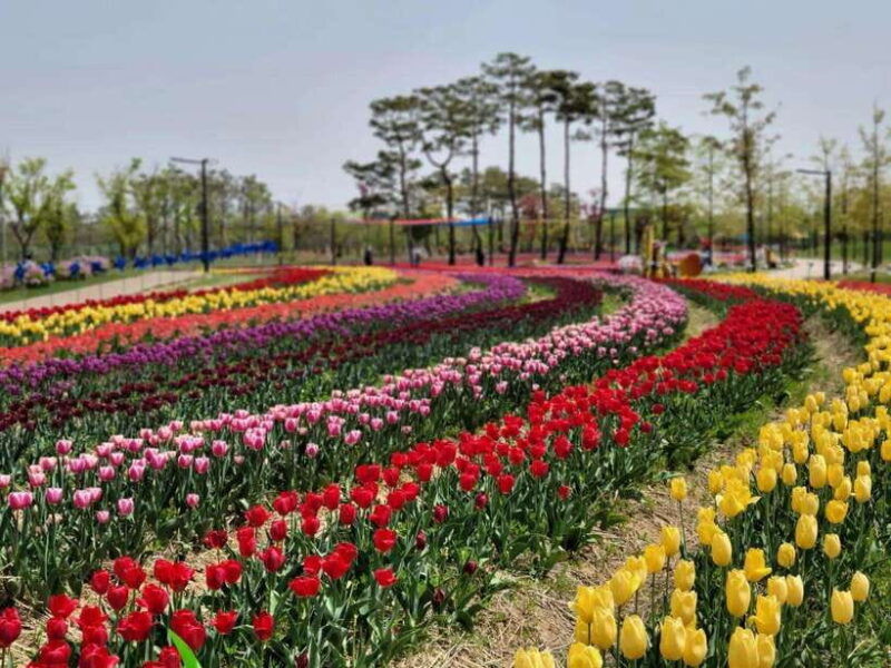 jeonju-hanok-village-and-arboretum-flower-festival