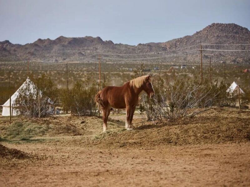 joshua-tree-pony-ride-for-children