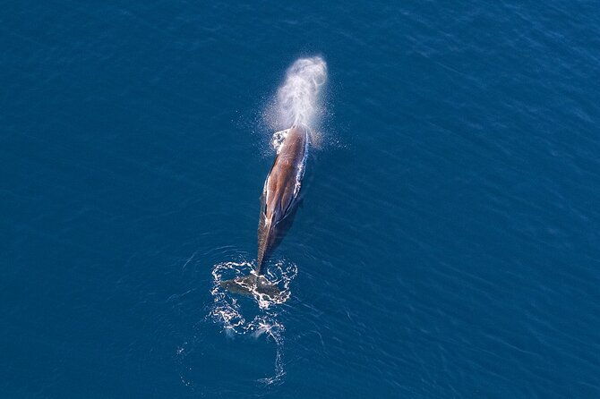 Kaikoura Helicopters Extended Whale Watch flight - FAQs