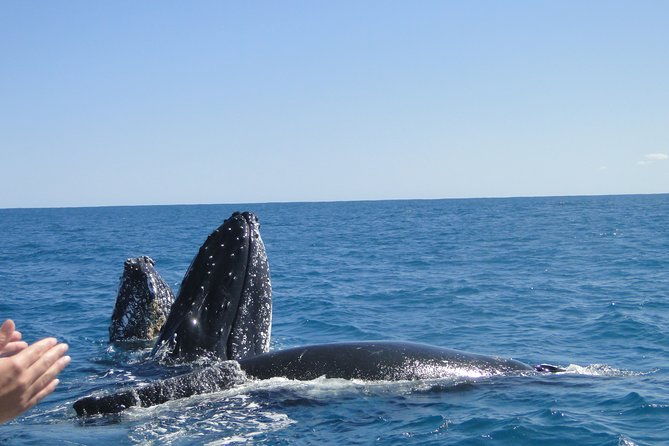 Kalbarri Whale Watching Tour Guided - Who Should Consider This Tour?