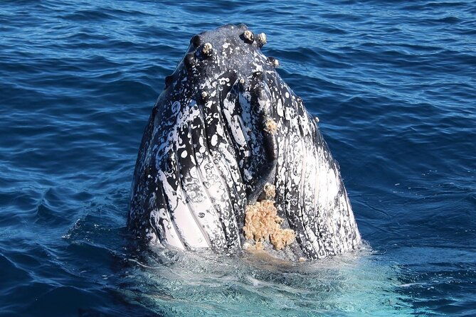 Kalbarri Whale Watching Tour - The Sum Up