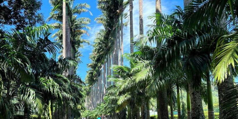 kandy-privet-day-tour-with-pinnawala-and-tea-plantation