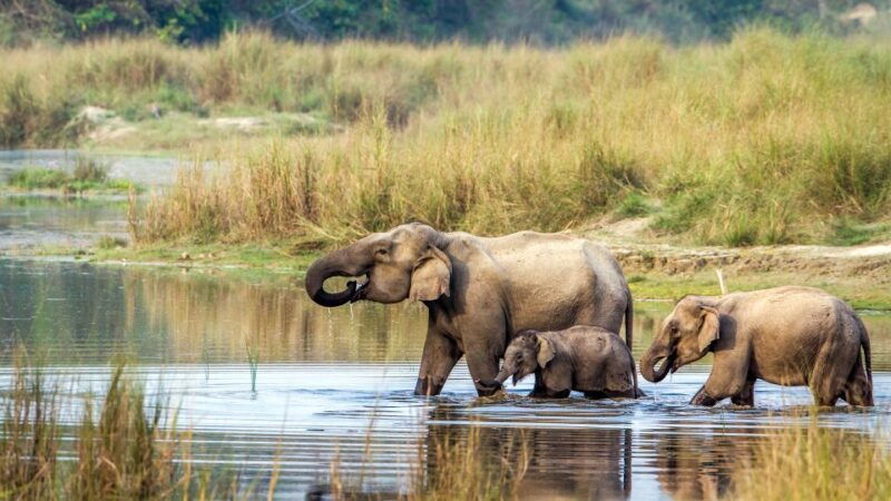 kathmandu-3-day-chitwan-safari-tour-with-hotel-transfers