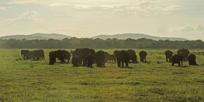 kaudulla-national-park-private-safari-2