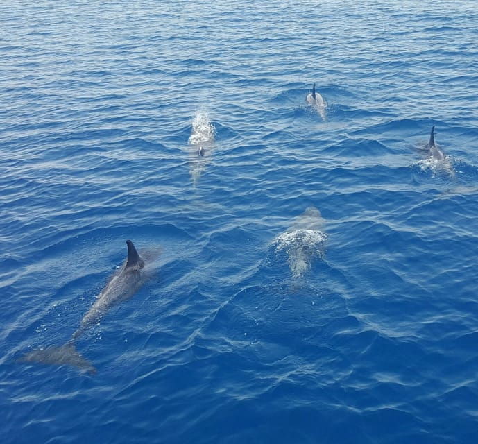 key-west-afternoon-catamaran-sail-and-dolphin-watch