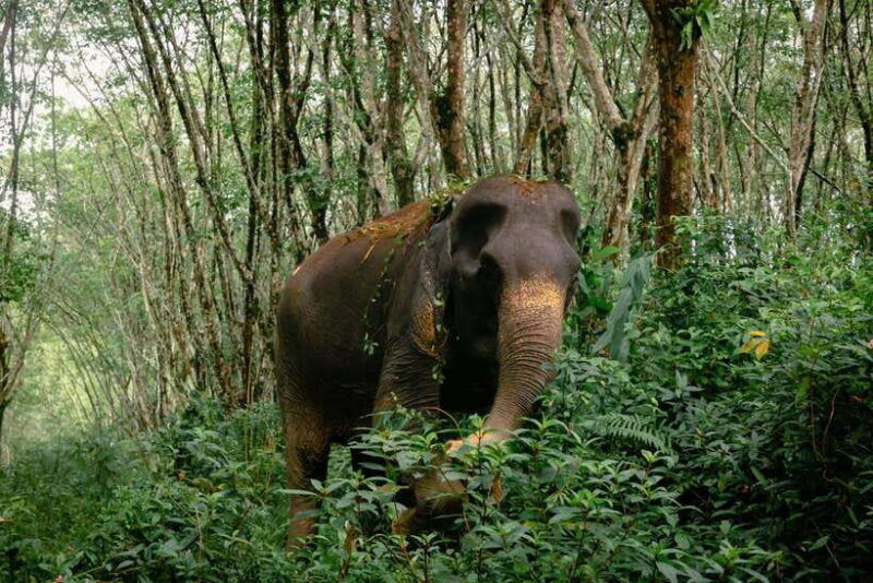 khao-lak-guided-nature-walk-elephant-experience