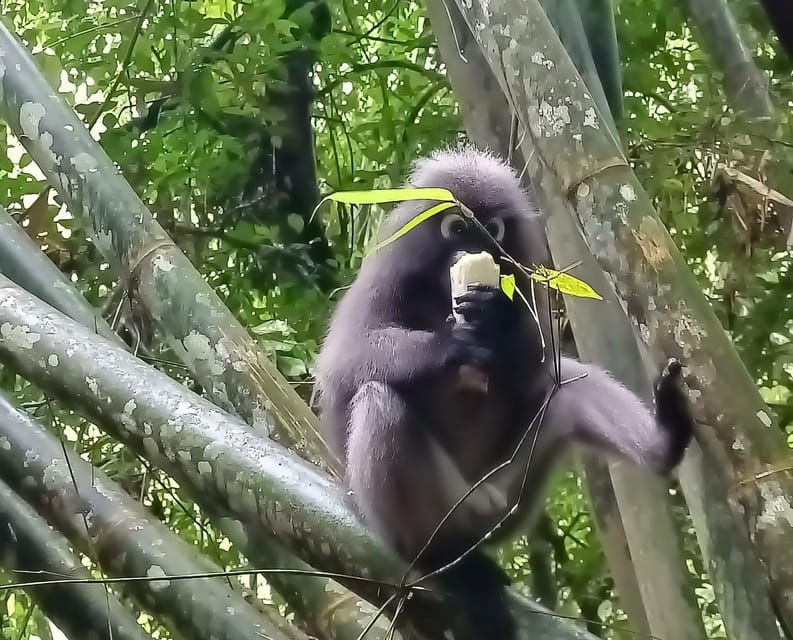 khao-sok-private-day-trekking-jungle-dinner-night-safari