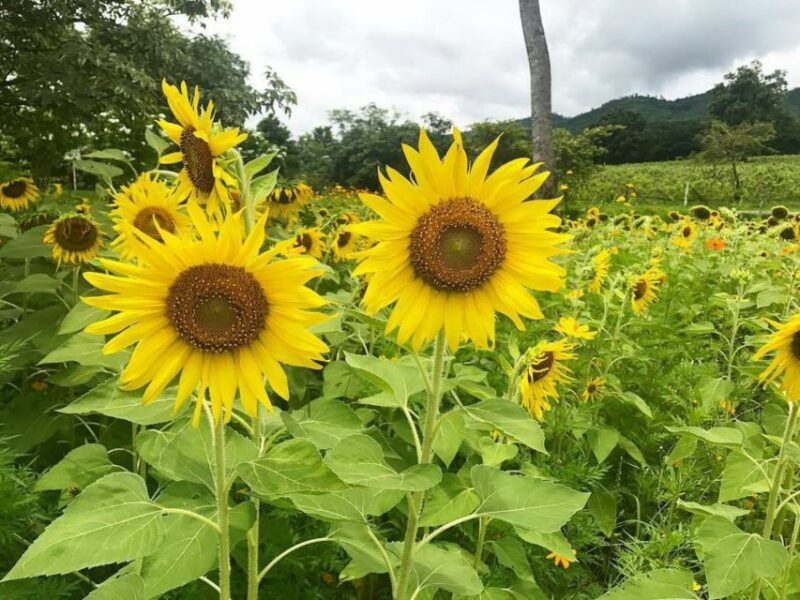 khao-yai-vineyard-tasting-tour-horse-farm-visit