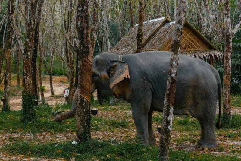 khaolak-elephant-sanctuary-guided-tour-with-hotel-transfers