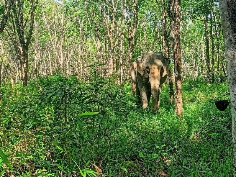 khaolak-ethical-elephant-nature-park-visit-with-lunch