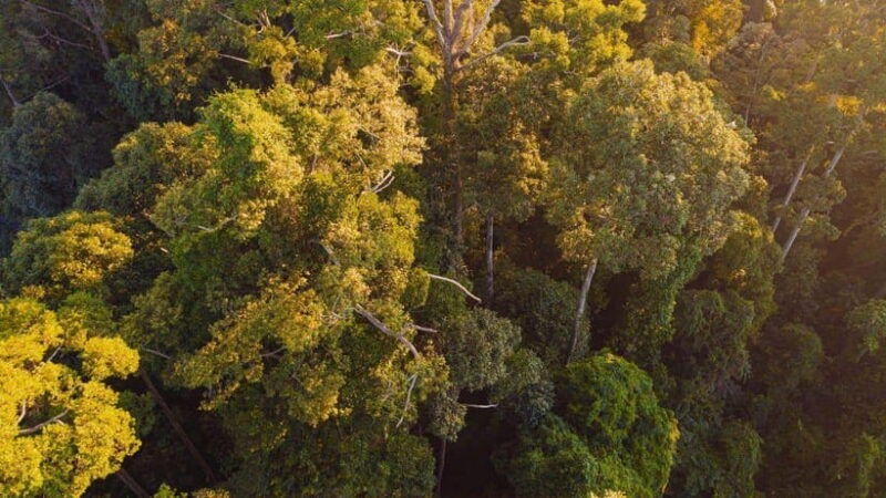 kinabatangan-river-trip-from-sandakan-with-lunch-included