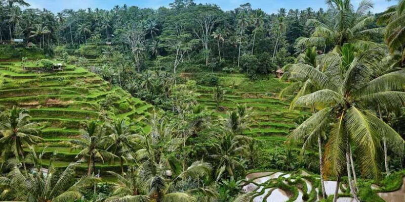 kintamani-full-day-tour-tegalalang-rice-field-goa-gajah