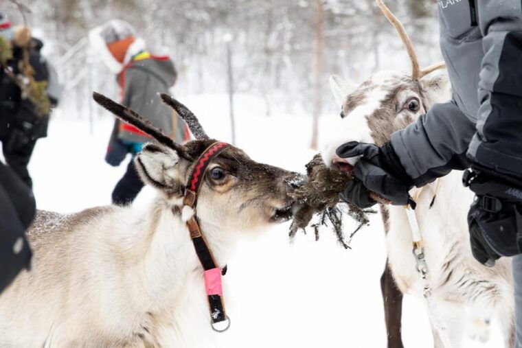 kiruna-sami-reindeer-experience
