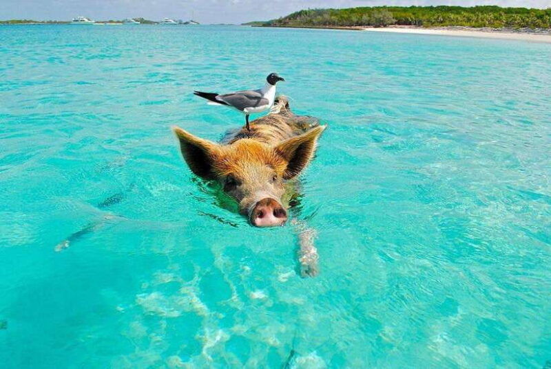 ko-samui-private-longtail-boat-tour-to-koh-madsum-koh-tan