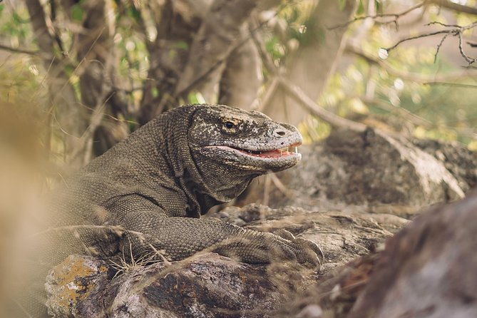 Komodo Private Boat tour 3Days 2 Night - Final Thoughts