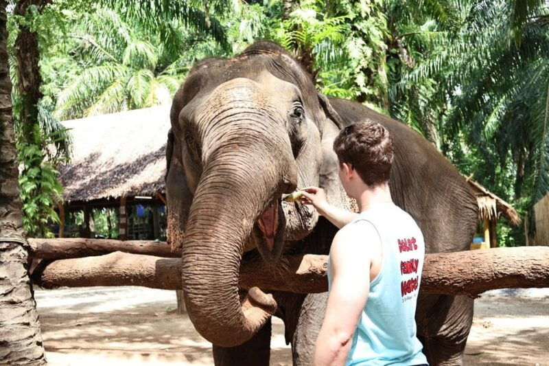 krabi-elephant-shelter-and-khaothong-hills-private-tour