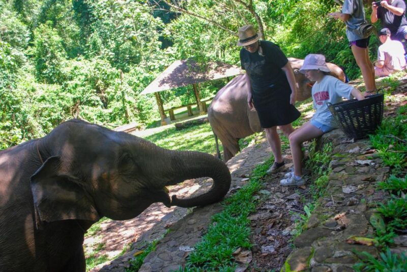krabi-ethical-elephant-sanctuary-experience