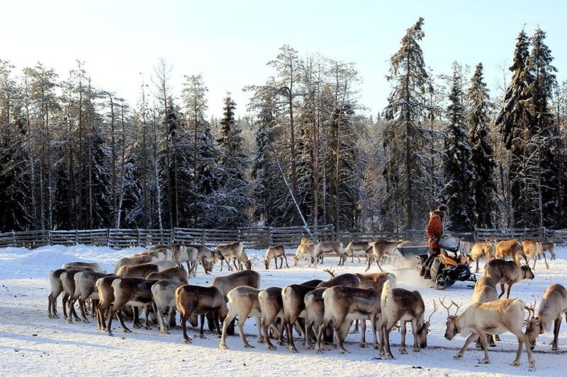 kuusamo-morning-feeding-of-hundreds-of-reindeer