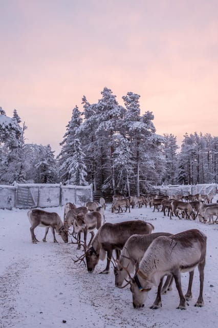 kuusamo-reindeer-farm-visit