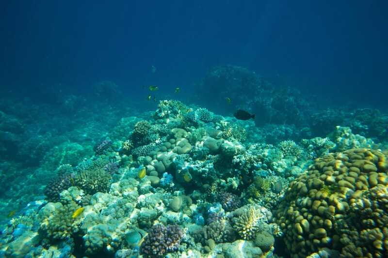 la-paz-coral-farm-snorkel-tour