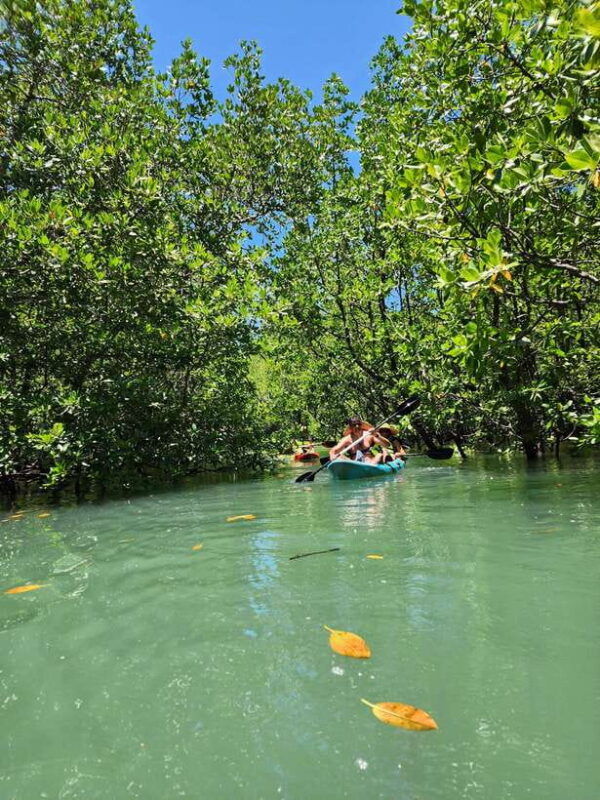 langkawi-kilim-geoforest-mangrove-kayak-tour-with-lunch