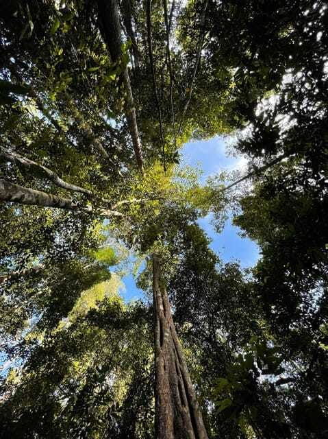 langkawi-morning-rainforest-walking-tour