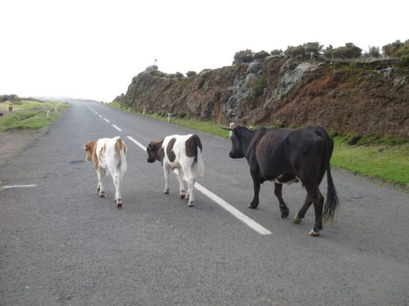 levada-do-alecrim-madeira-lakes-full-day-walk