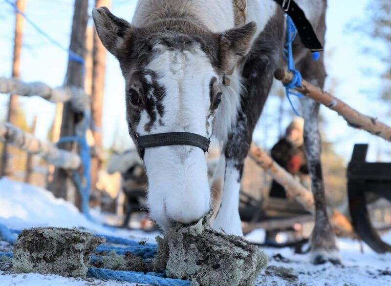 levi-3km-reindeer-sleigh-ride-in-the-forest-at-night