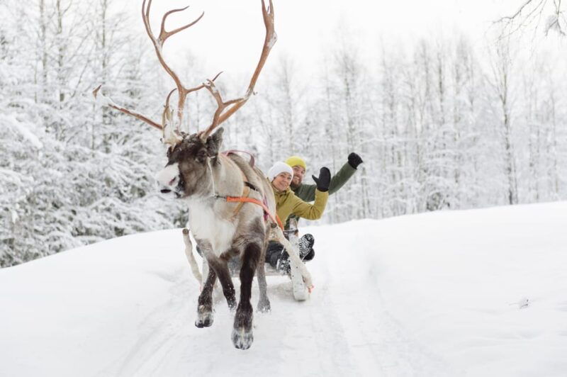levi-reindeer-farm-visit-sled-ride