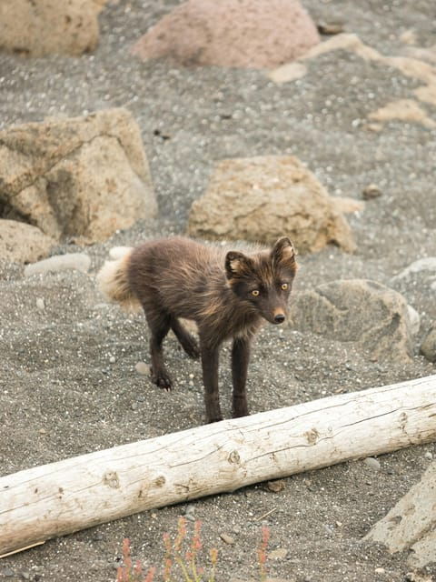 light-weighted-walk-through-wild-arctic-nature