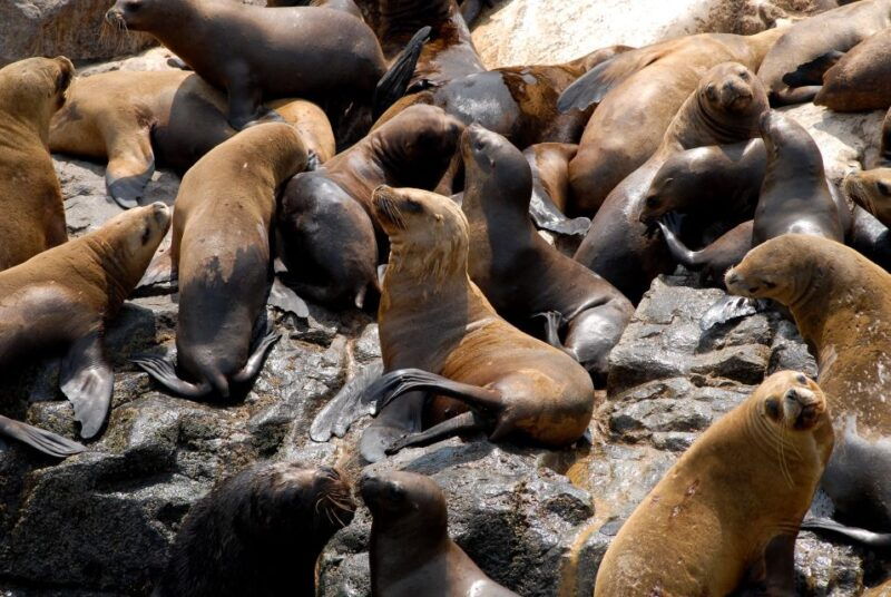 lima-sea-lion-swim-and-wildlife-palomino-islands-cruise