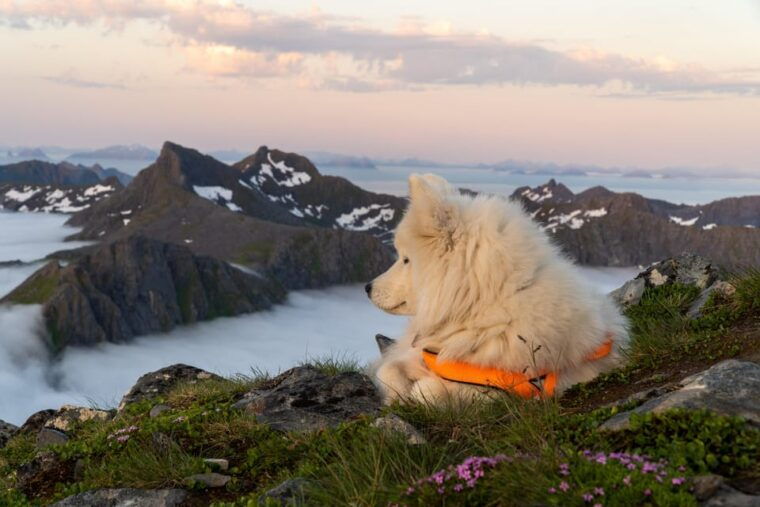 lofoten-islands-guided-hiking-into-the-wilderness-uphill