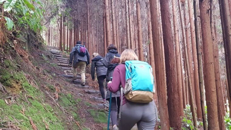 lomba-de-sao-pedro-waterfall-hiking-tour-with-tea-tasting