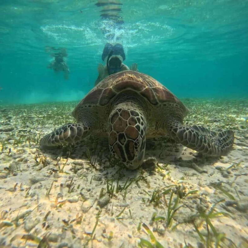 lombok-gili-islands-glass-bottom-boat-tour-with-snorkeling