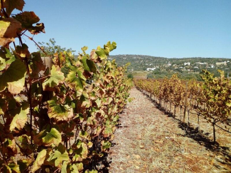 loule-quinta-da-tor-winery-guided-tour-and-wine-tasting