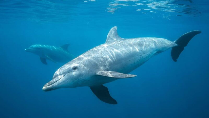 lovina-dolphin-watching-swimming-and-snorkeling