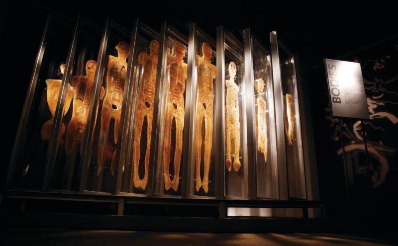 luxor-hotel-bodies-the-exhibition-entry-ticket