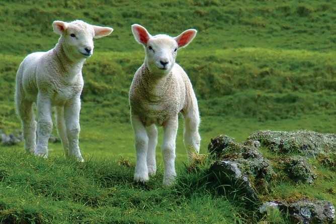 Lyttelton Shore Excursion: Arthur's Pass Day Tour - FAQ