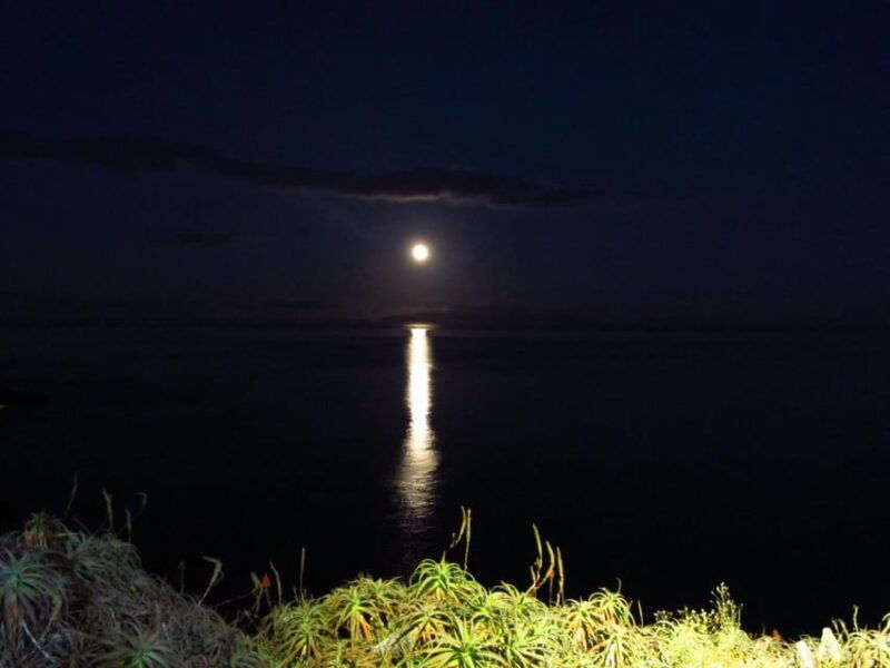 madeira-barn-owl-watching