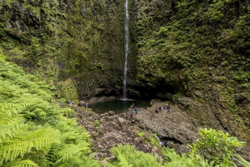 madeira-full-day-laurel-forest-guided-walking-tour