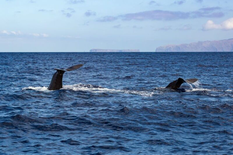 madeira-guaranteed-whales-or-dolphins-watching-tour