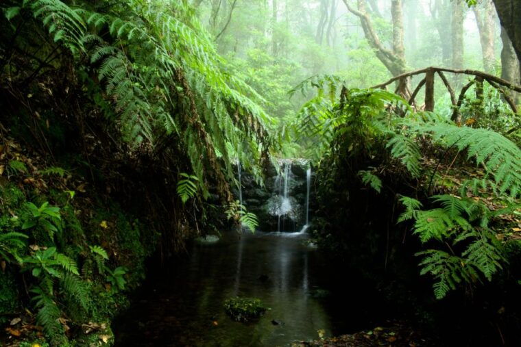 madeira-island-caldeirao-verde-levada-walk
